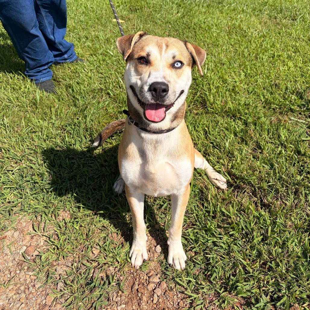 Enlarge Scooter, a Adoptable Labrador Retriever in Franklin, NC image 2/4
