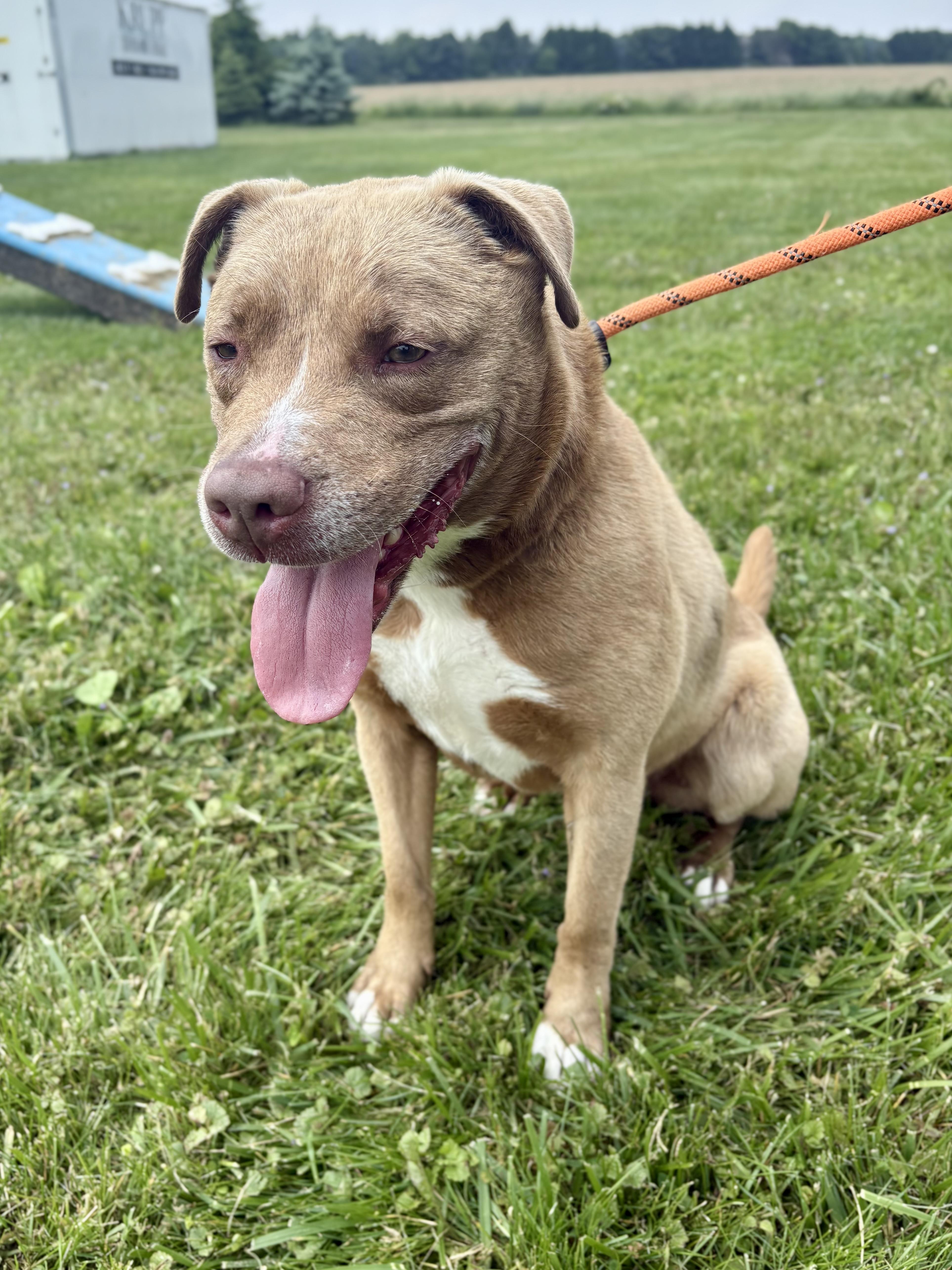 Remi, Adult Female Labrador Retriever