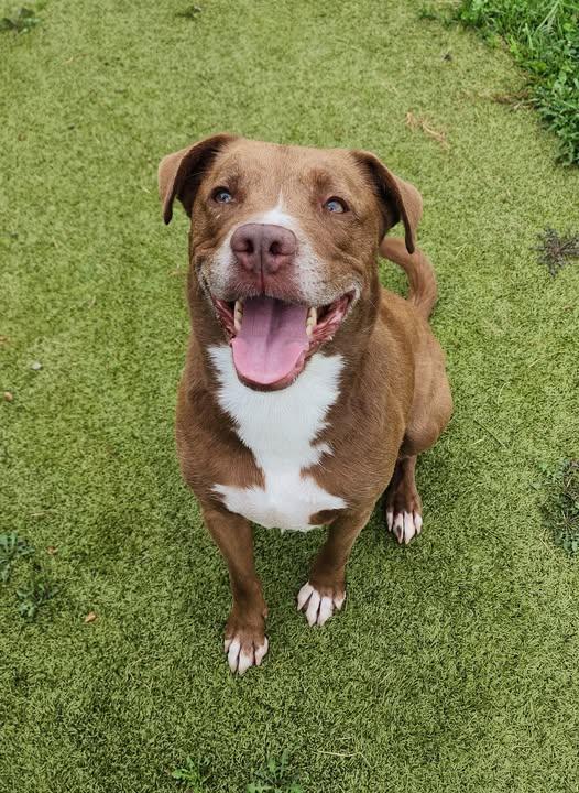 Remi, Adoptable, Adult Female Labrador Retriever.