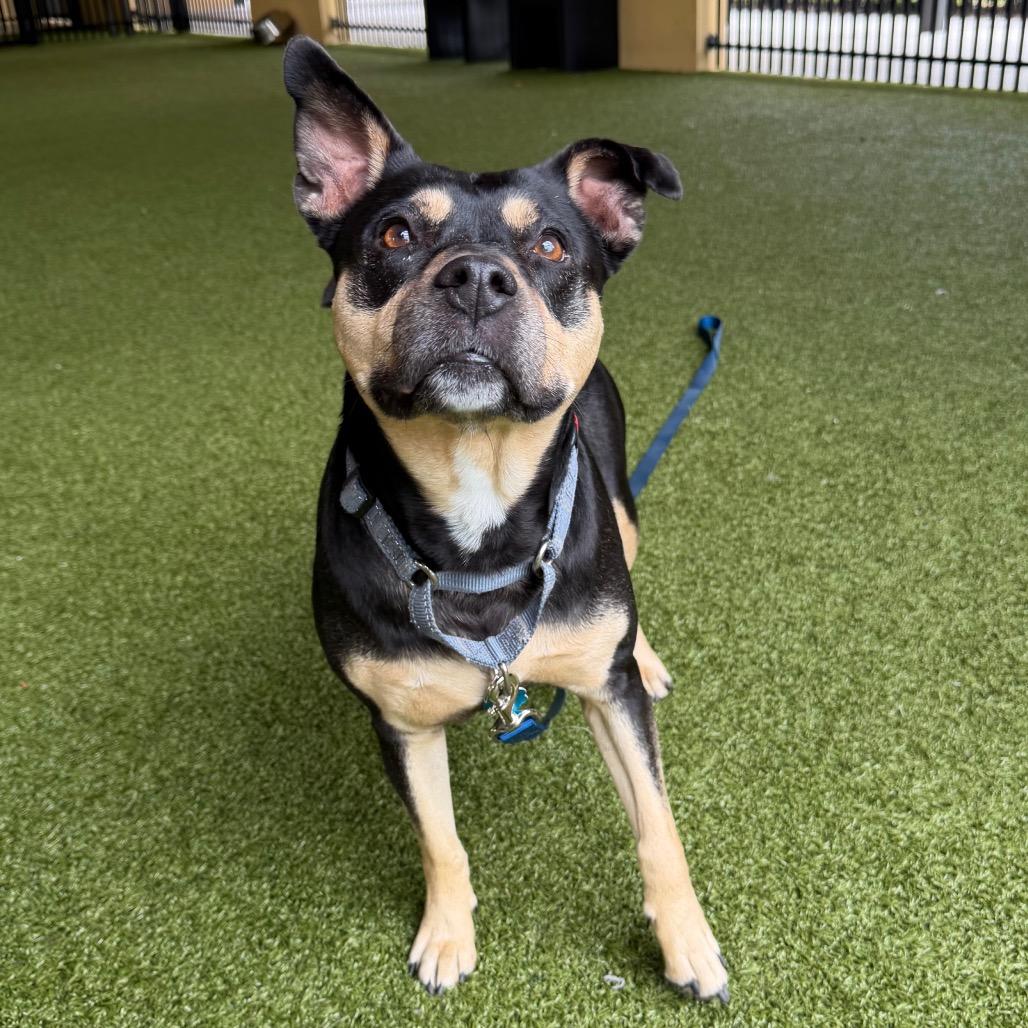 Sweety, Adoptable, Senior Female American Bulldog.