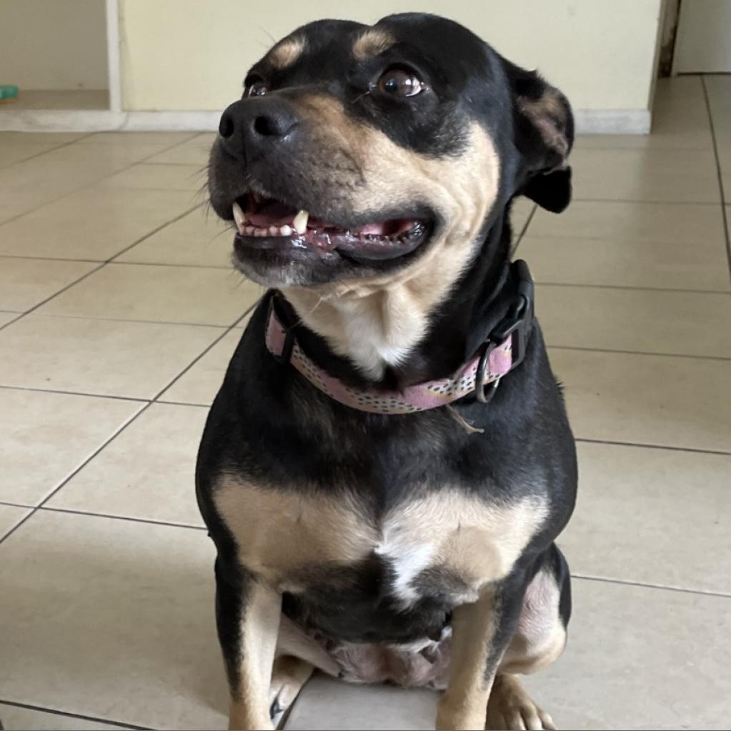 Sweety, a Adoptable American Bulldog in West Palm Beach, FL image 2/6