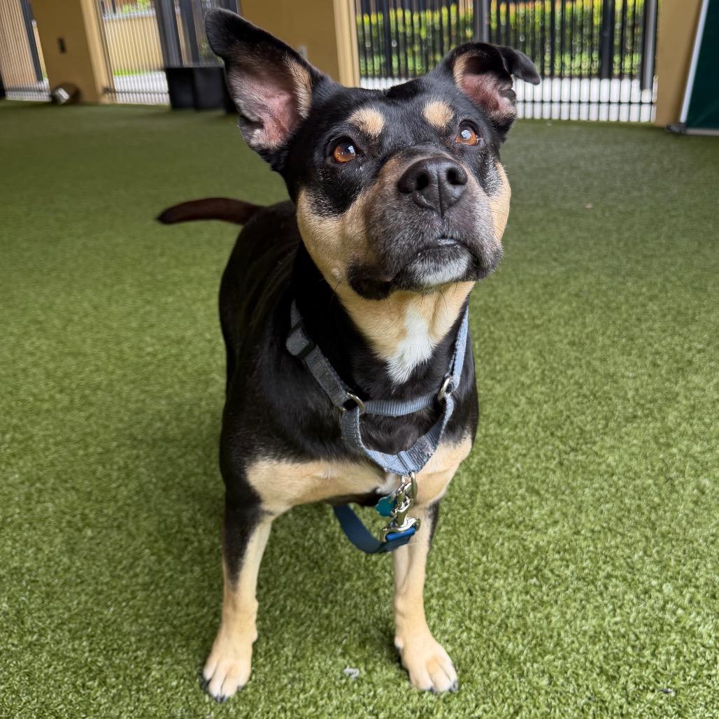 Sweety, a Adoptable American Bulldog in West Palm Beach, FL image 3/6