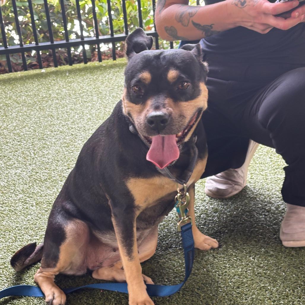 Sweety, a Adoptable American Bulldog in West Palm Beach, FL image 4/6