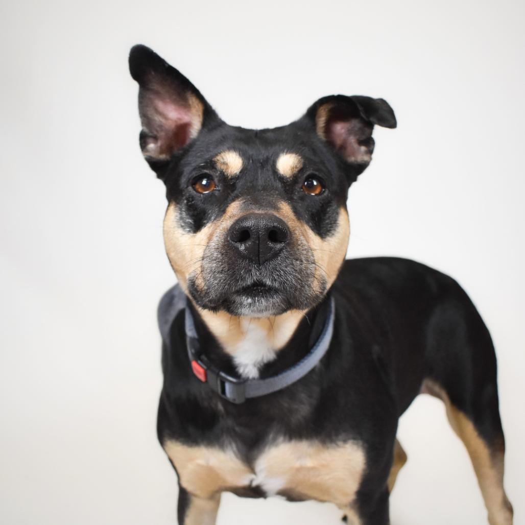 Sweety, a Adoptable American Bulldog in West Palm Beach, FL image 5/6