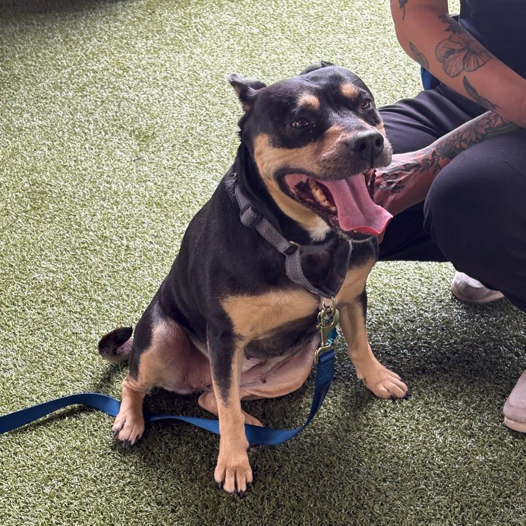 Sweety, a Adoptable American Bulldog in West Palm Beach, FL image 6/6