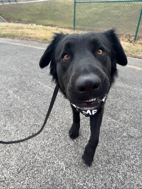 Akela Bean, ADOPTABLE, Adult Male Shepherd.