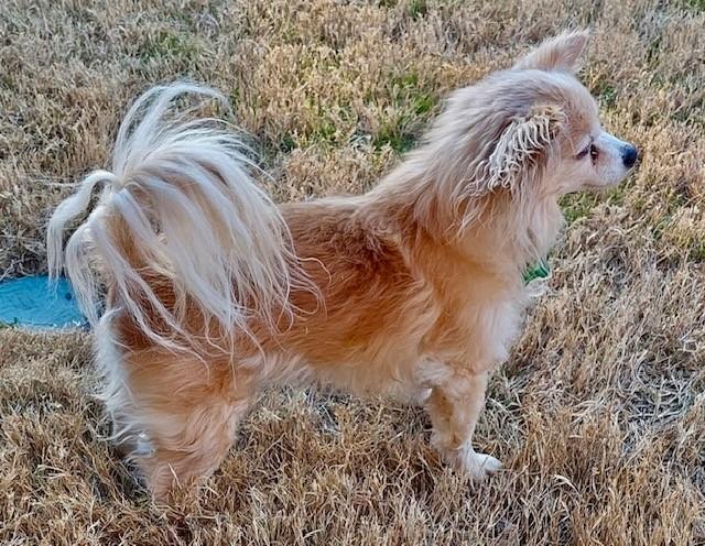 Enlarge TIPPY, a ADOPTABLE mixed breed in fort worth, TX image 6/6