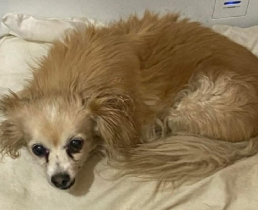 TIPPY — thumbnail 2