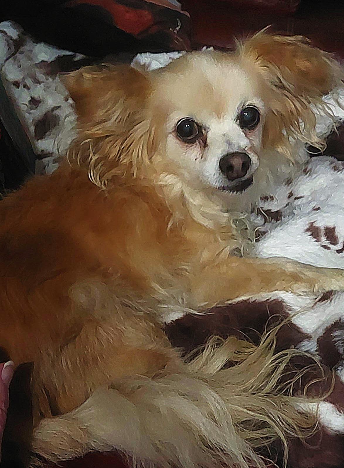 Enlarge TIPPY, a ADOPTABLE mixed breed in fort worth, TX image 2/6