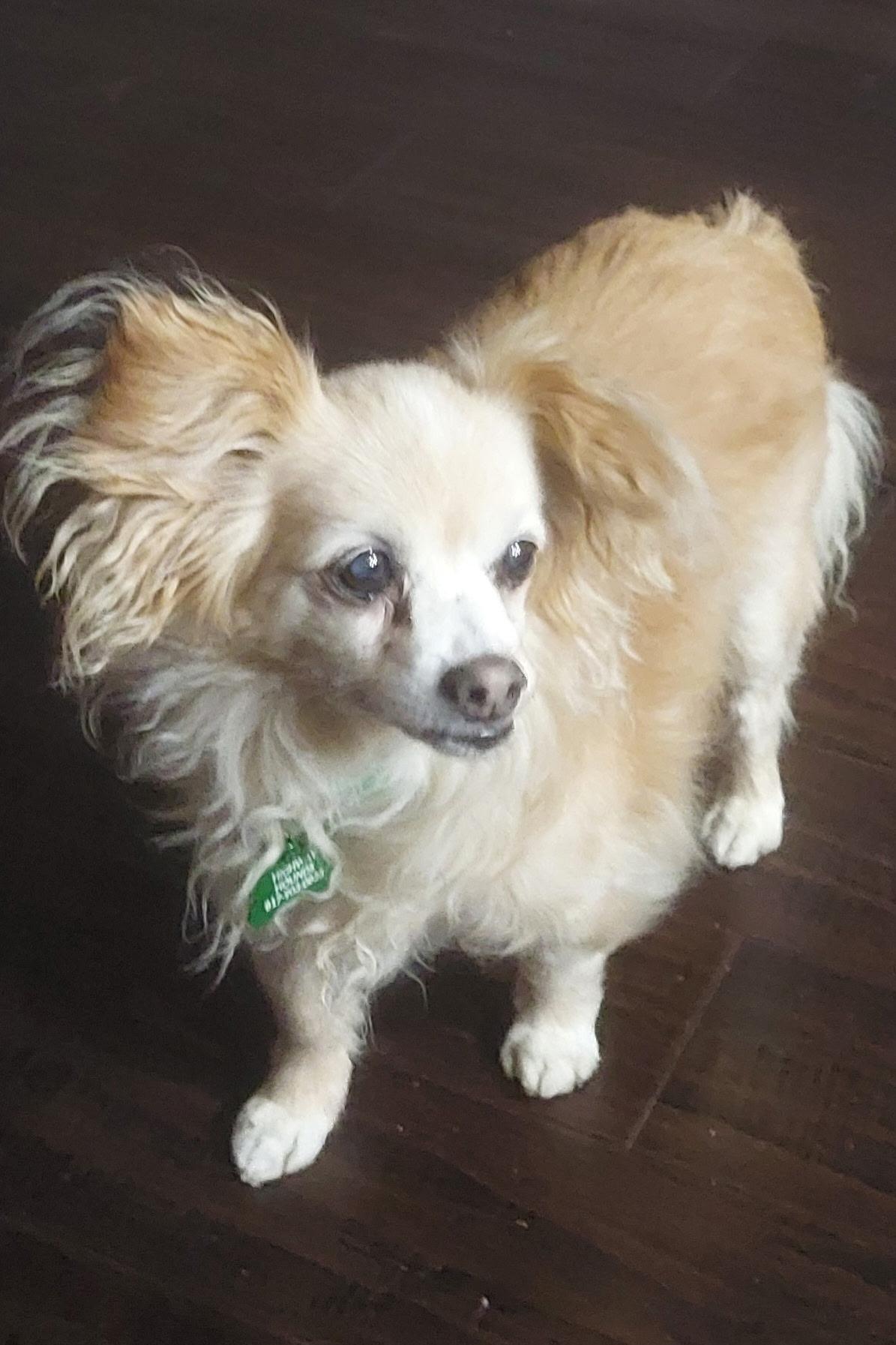 TIPPY, ADOPTABLE, Senior Male Papillon.