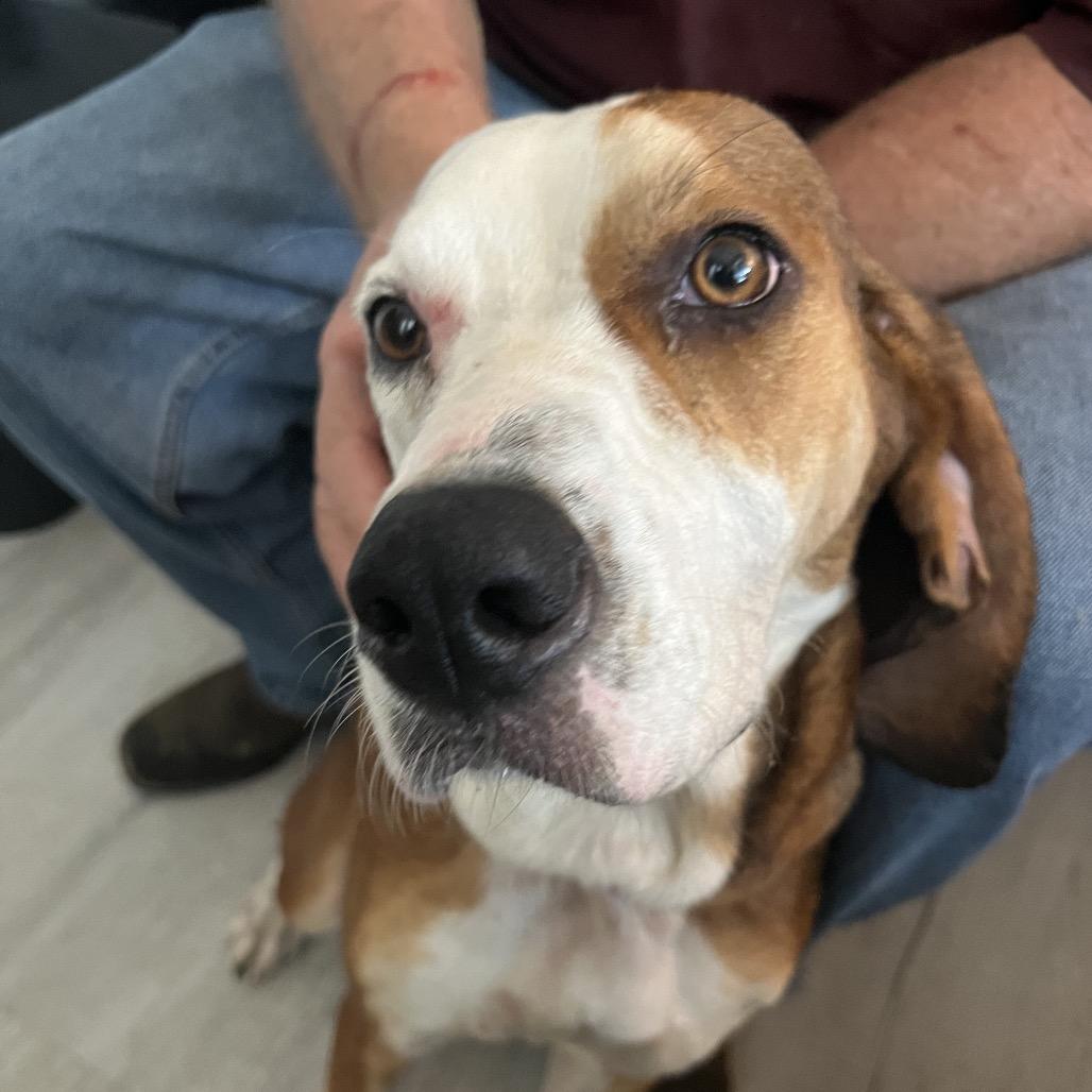 Jolene, Adoptable, Adult Female Beagle & Hound.