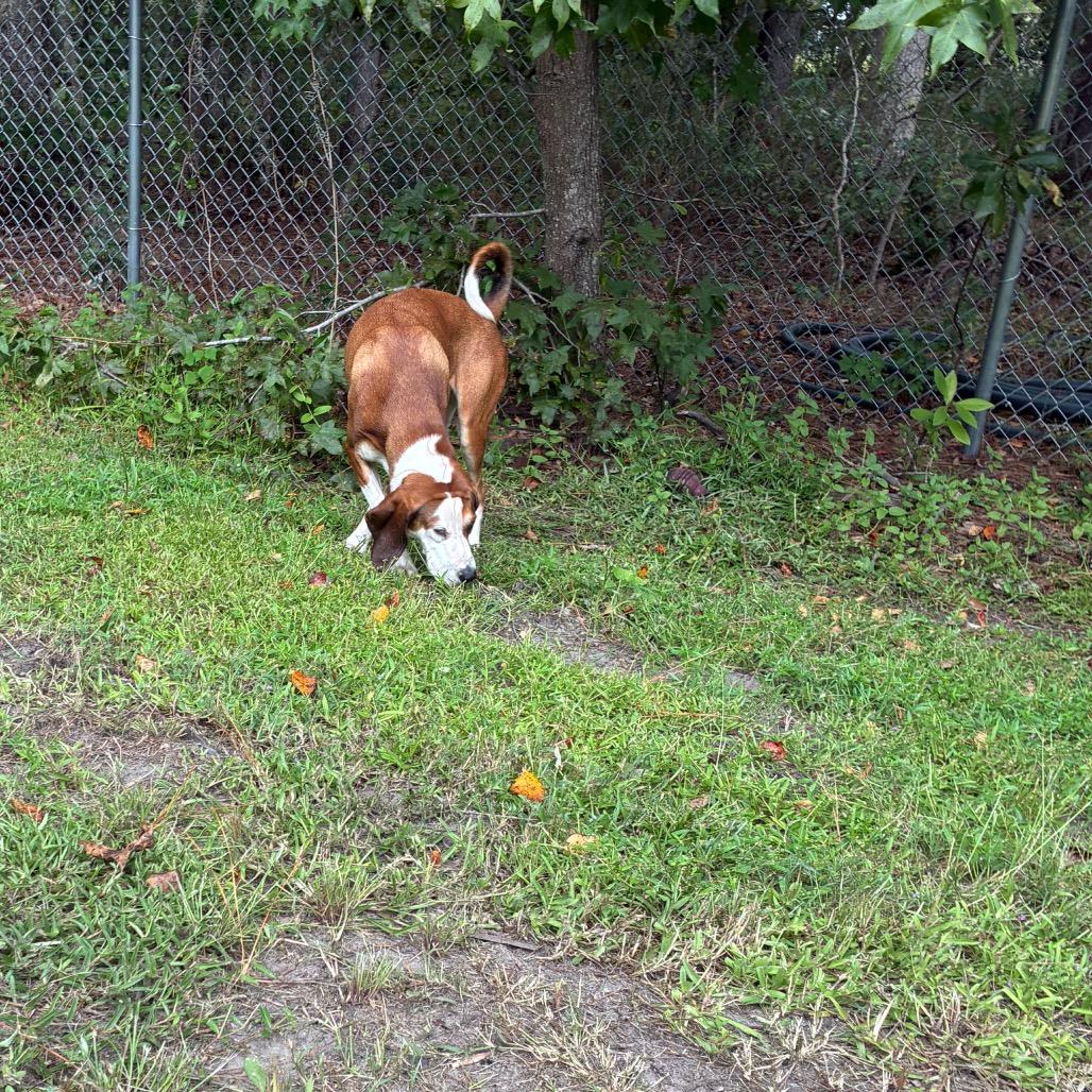 Enlarge Jolene, a Adoptable mixed breed in Richmond Hill, GA image 2/6
