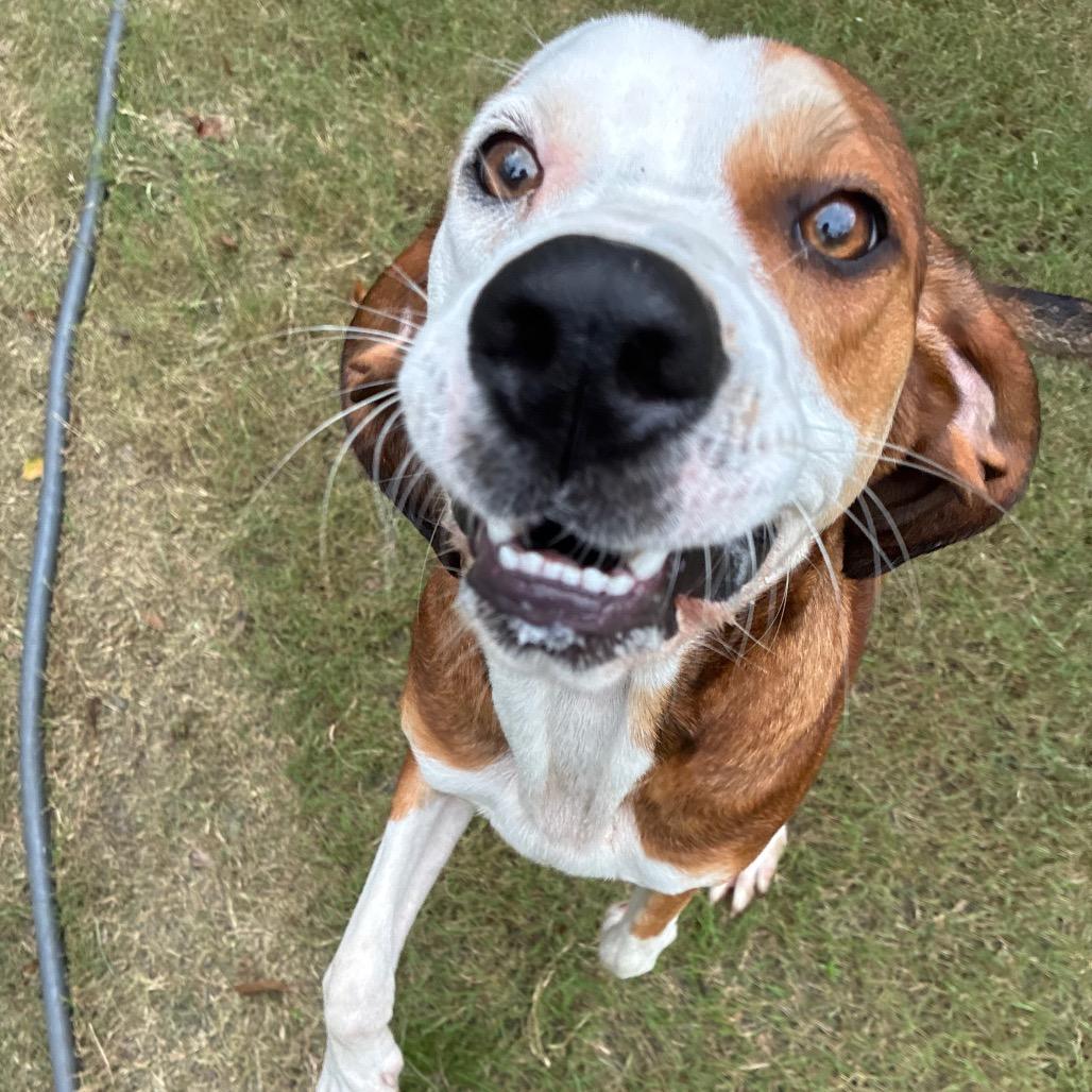 Enlarge Jolene, a Adoptable mixed breed in Richmond Hill, GA image 3/6
