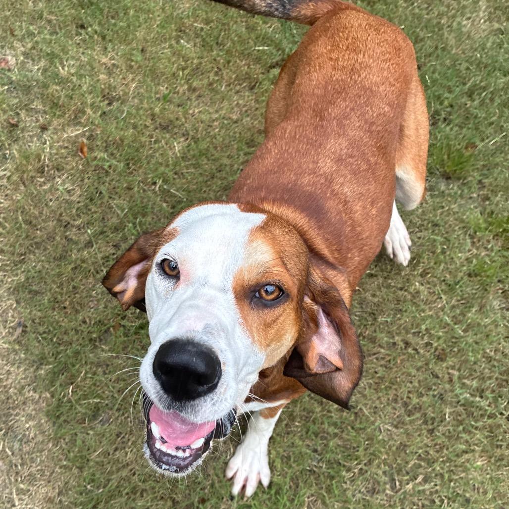 Enlarge Jolene, a Adoptable mixed breed in Richmond Hill, GA image 4/6