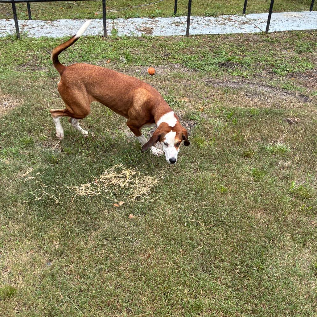 Enlarge Jolene, a Adoptable mixed breed in Richmond Hill, GA image 5/6