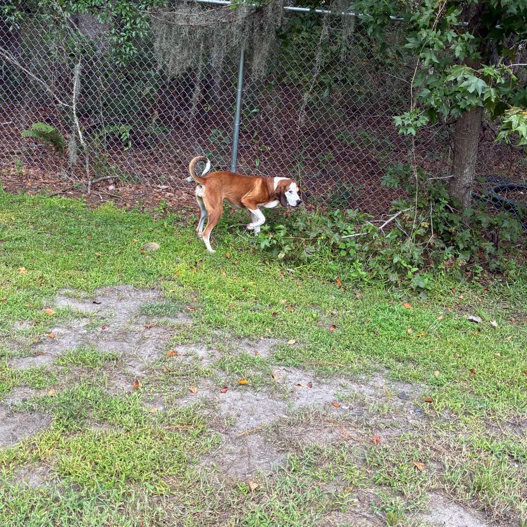 Enlarge Jolene, a Adoptable mixed breed in Richmond Hill, GA image 6/6