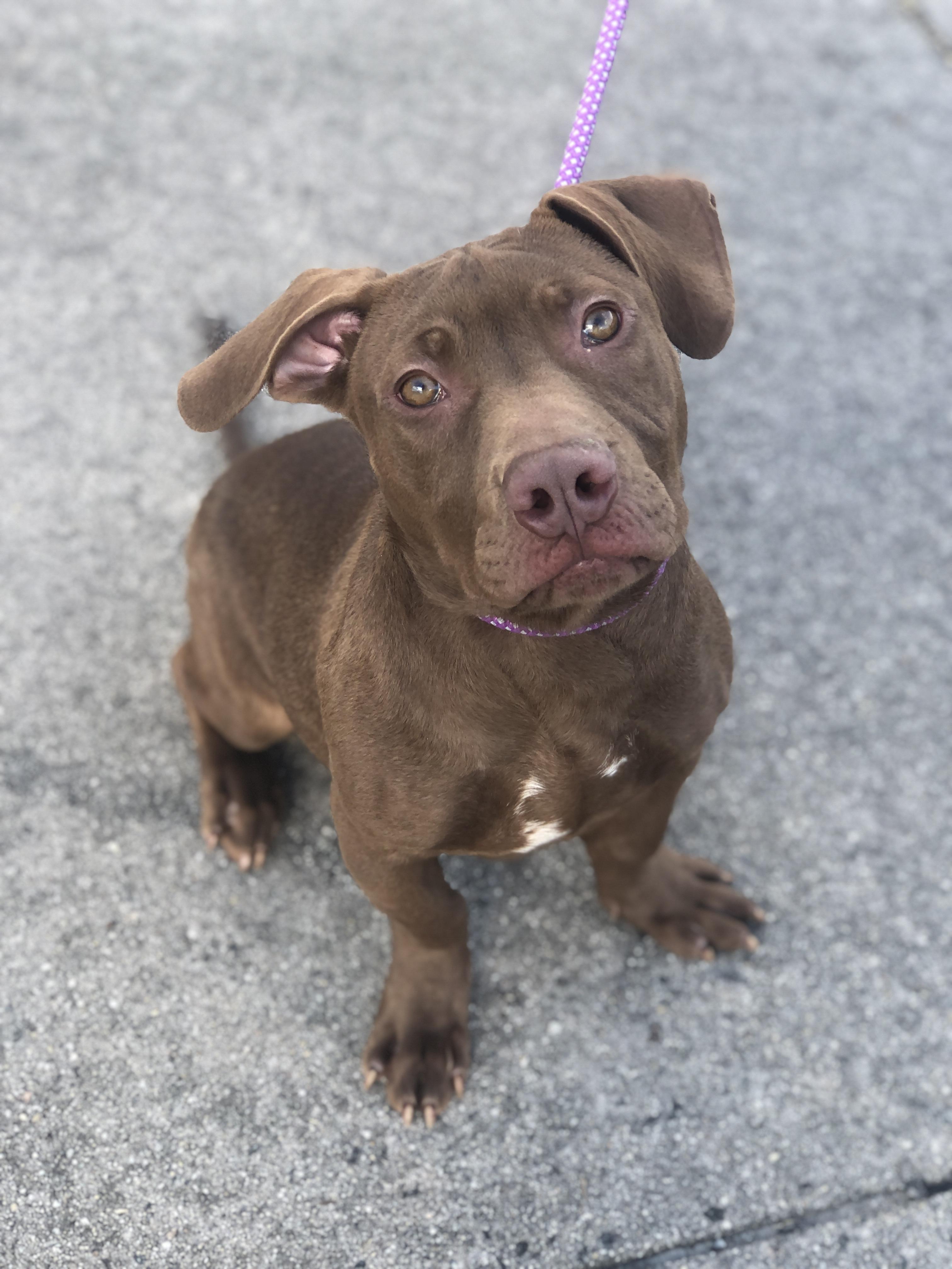 Peanut, adopted, Puppy Male Mixed Breed.