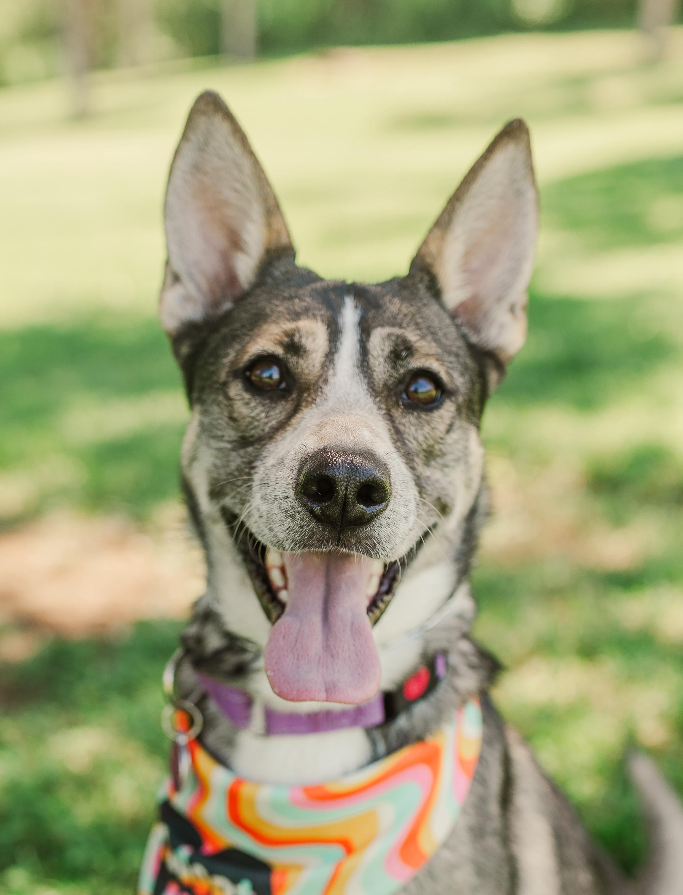 Jenny, Adult Female Shepherd