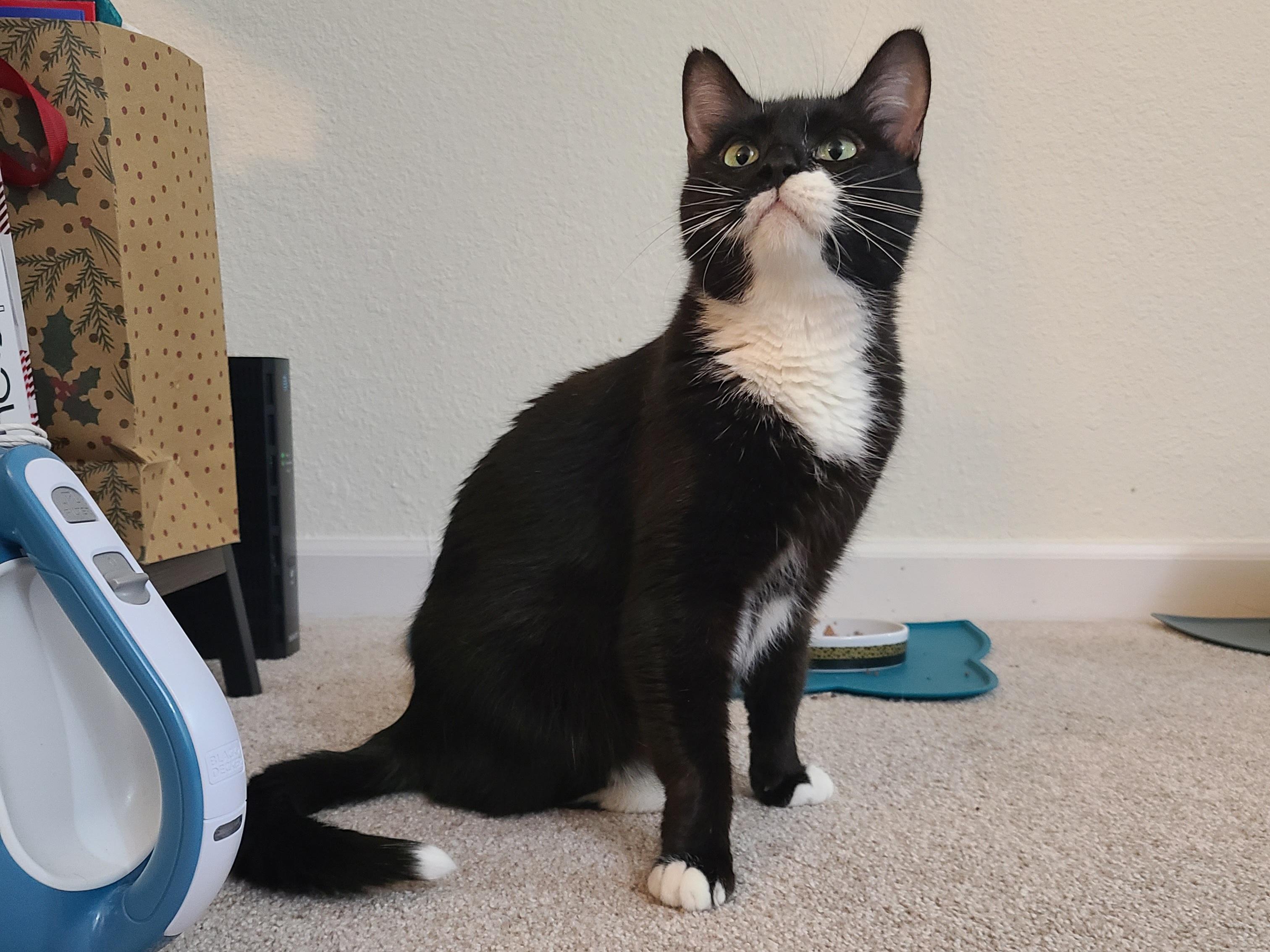 Enlarge Leia, an adopted Domestic Short Hair in Milwaukee, WI image 3/6