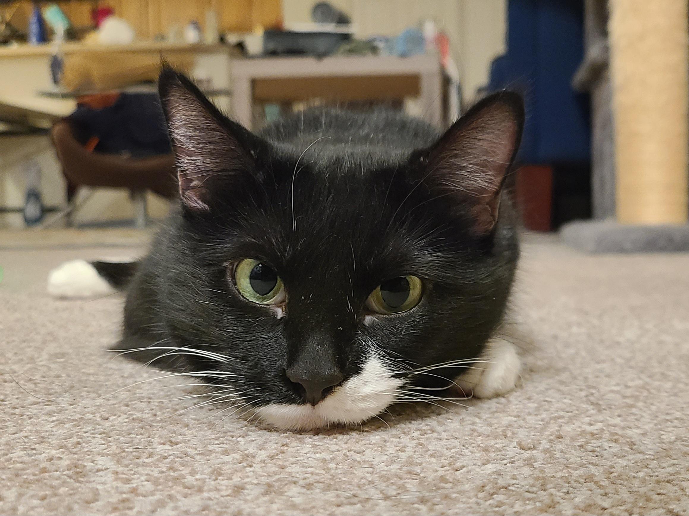 Enlarge Leia, an adopted Domestic Short Hair in Milwaukee, WI image 4/6