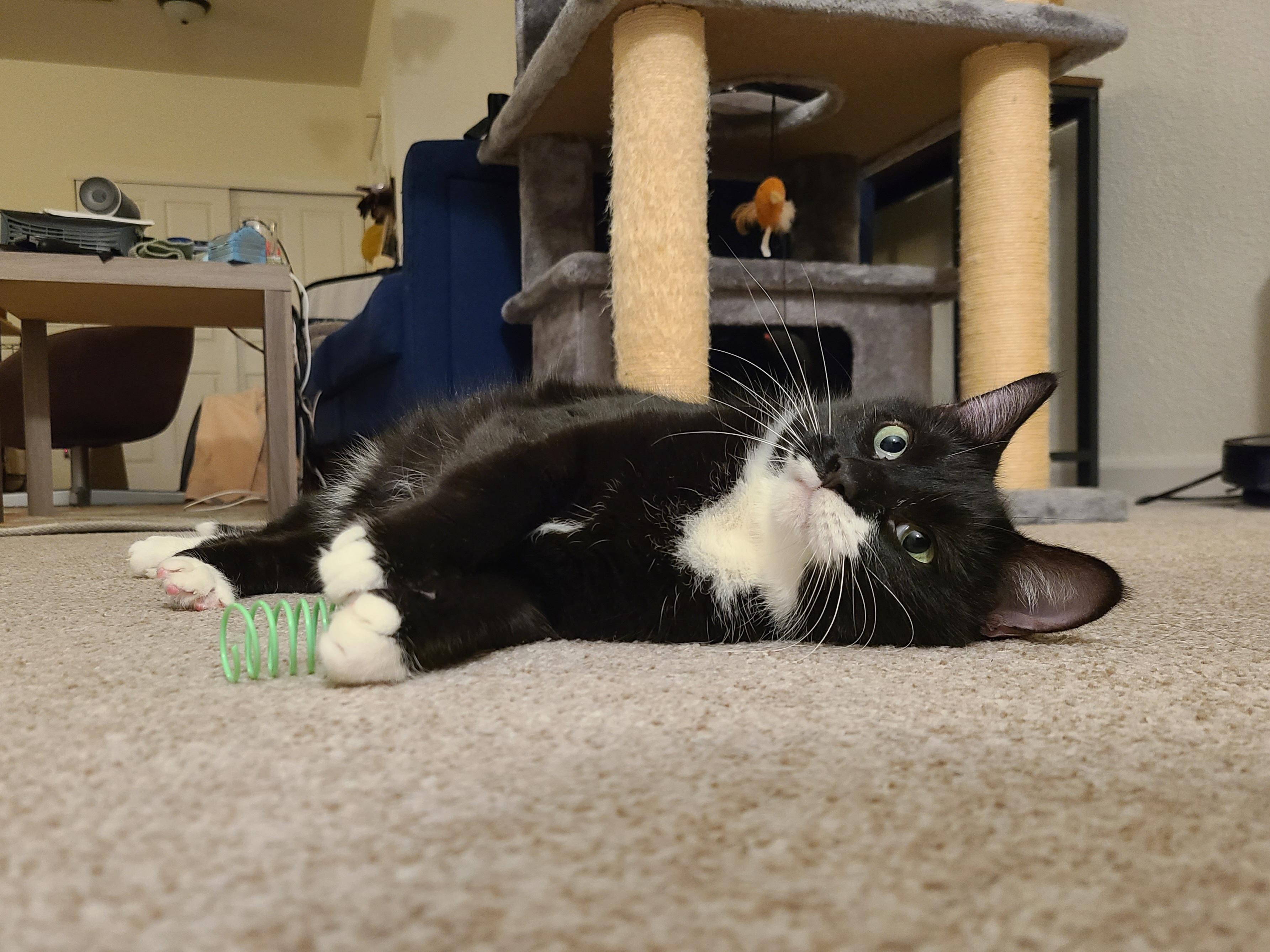 Enlarge Leia, an adopted Domestic Short Hair in Milwaukee, WI image 1/6