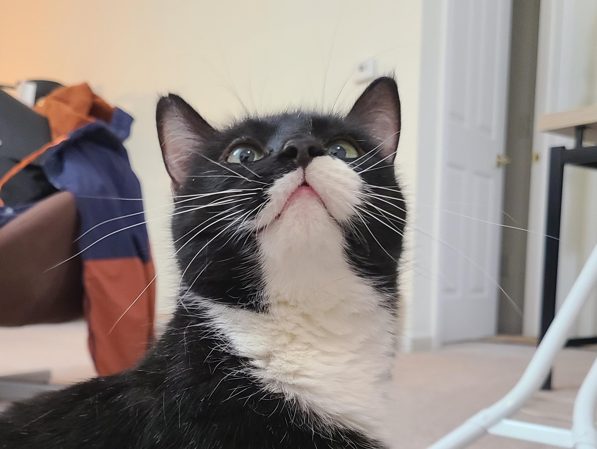 Enlarge Leia, an adopted Domestic Short Hair in Milwaukee, WI image 5/6