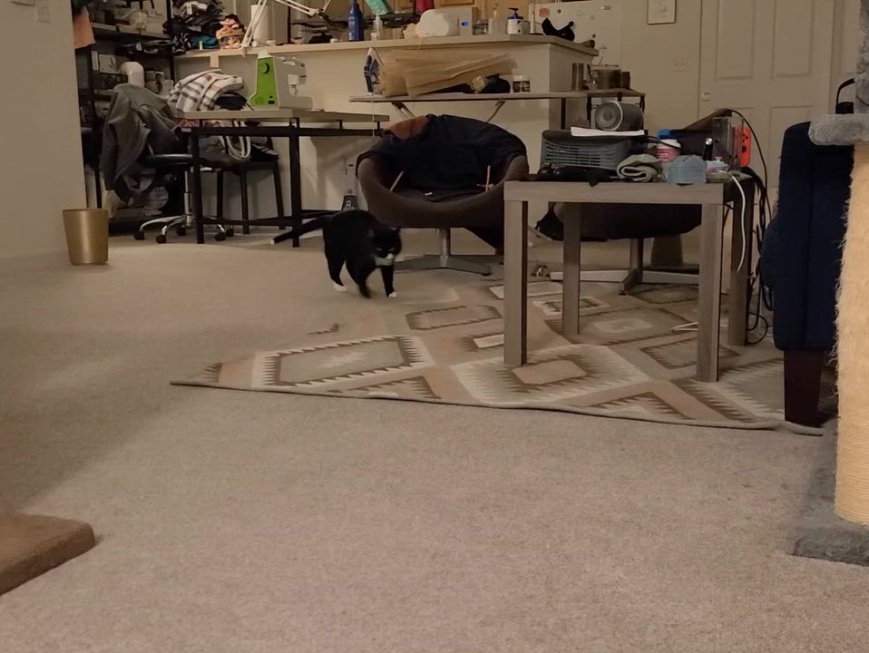 Enlarge Leia, an adopted Domestic Short Hair in Milwaukee, WI video 6/6