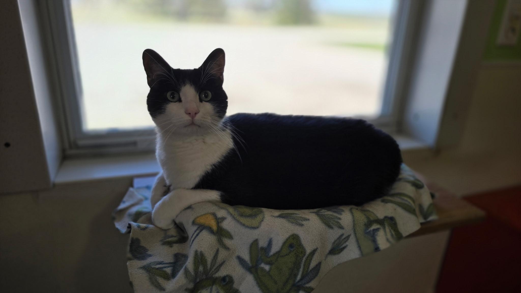 Enlarge Zorro, a ADOPTABLE Domestic Short Hair in Lincoln, IL image 1/1