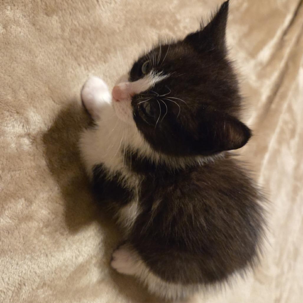 Mira, Adoptable, Kitten Female Domestic Medium Hair.