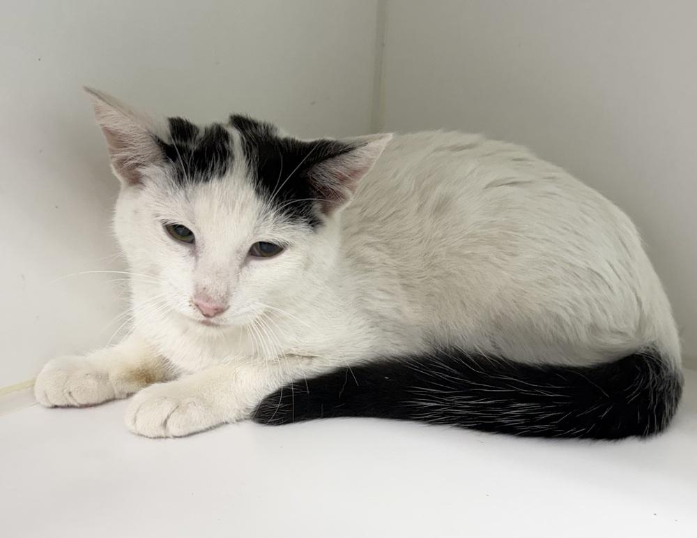 Enlarge Scout ~ Available at PetSmart Warsaw, IN!, a Adoptable Domestic Short Hair in Rochester, IN image 1/1