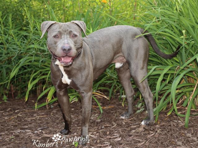 Enlarge DARWIN, a Adoptable mixed breed in Omaha, NE image 1/1