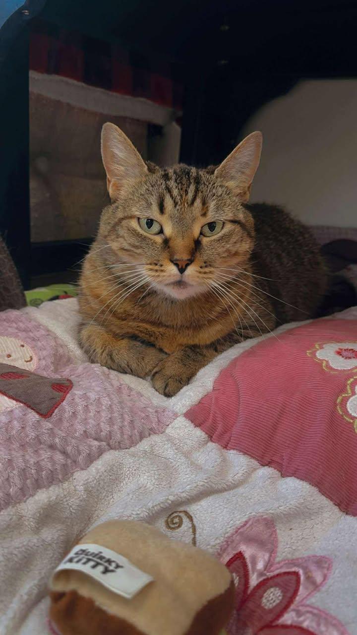 Sheba & Miss Kitty, an adoptable Domestic Short Hair in Cherryfield, ME, 04622 | Photo Image 2