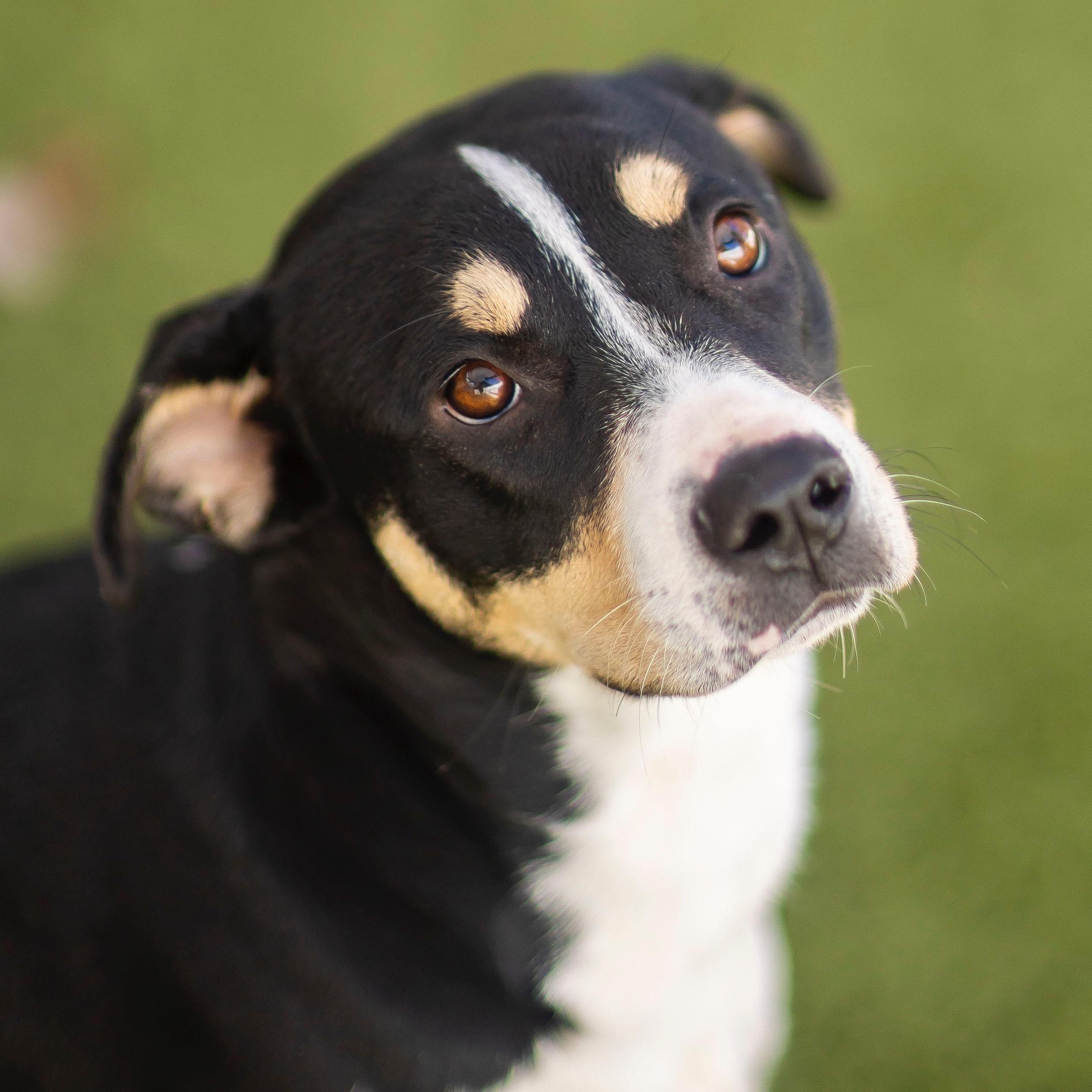 Enlarge RORY, an adoptable mixed breed in Cranston, RI image 1/2