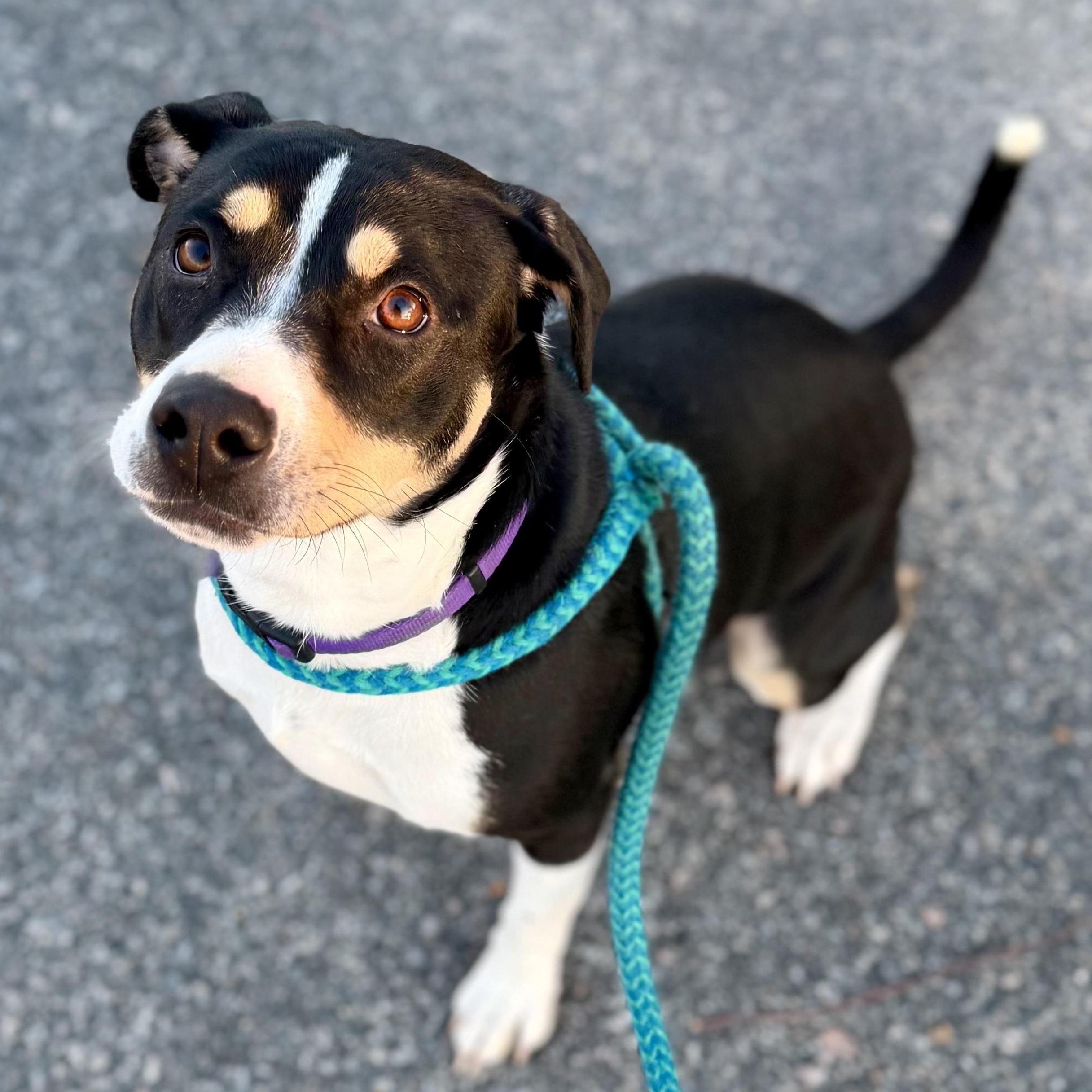 RORY, adoptable, Young Female Mixed Breed.