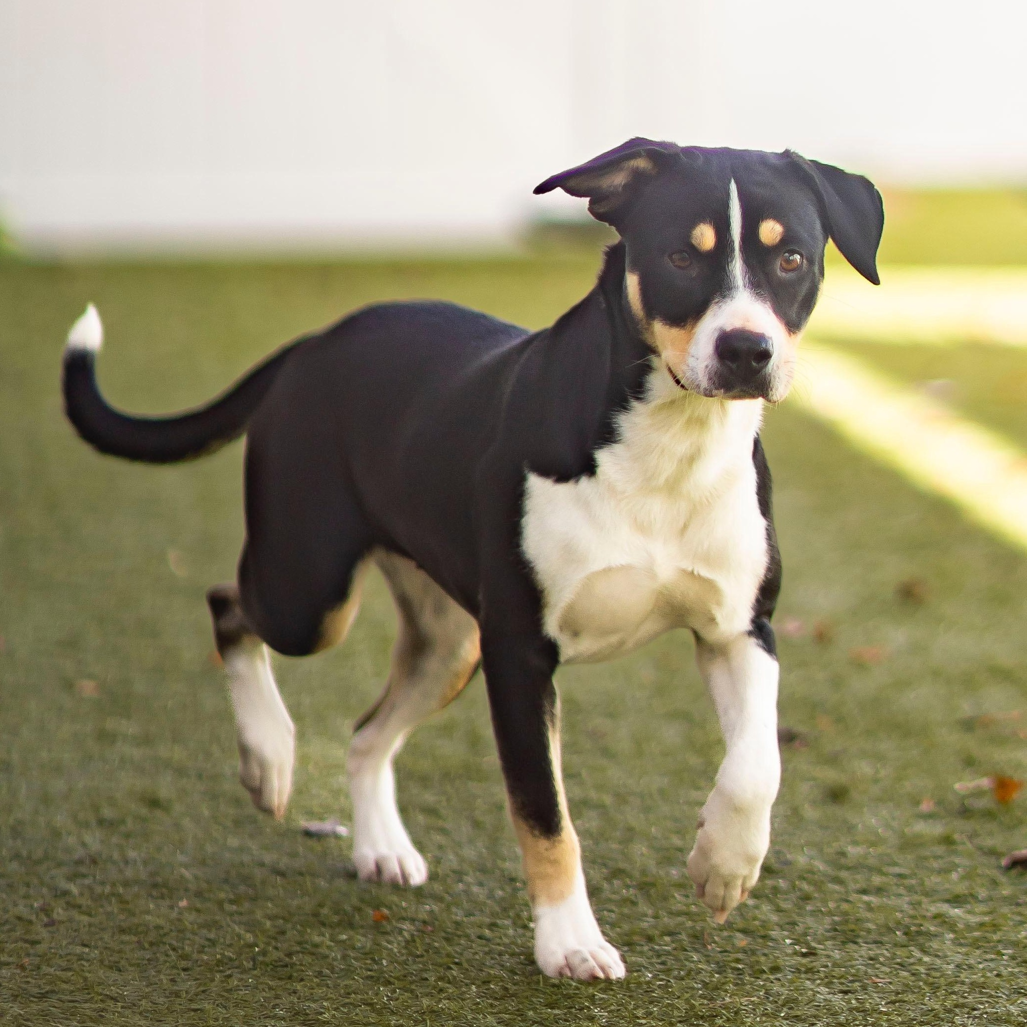 Enlarge RORY, an adoptable mixed breed in Cranston, RI image 2/2