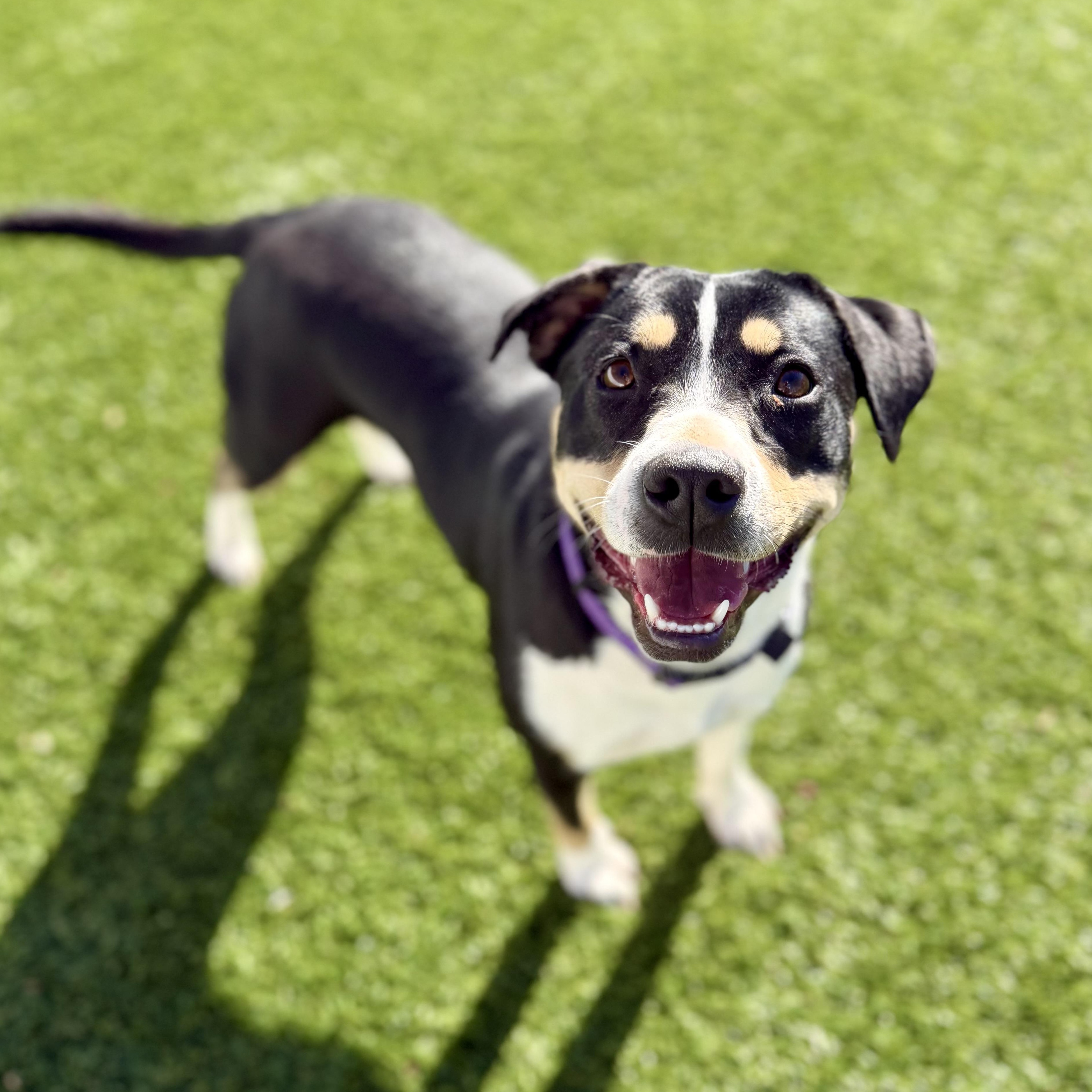 Enlarge RORY, an adoptable mixed breed in Cranston, RI image 1/4