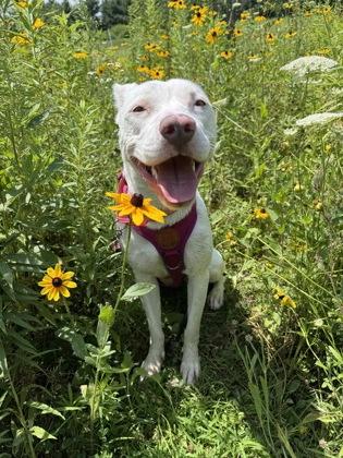 Korra, a Adoptable Mixed Breed in Erie, PA image 2/2