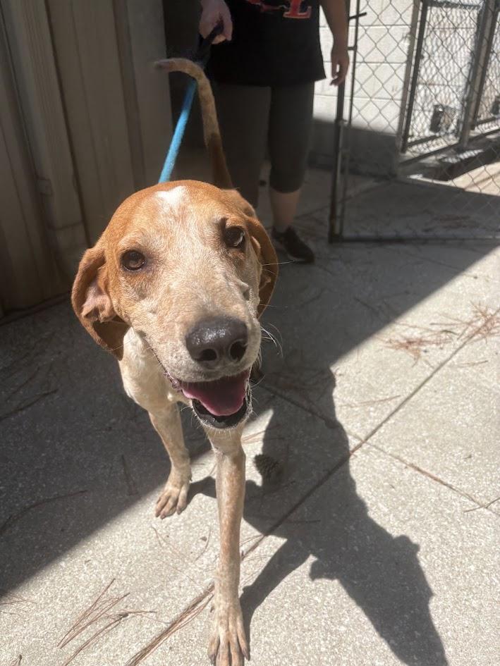 Rooster, Adoptable, Young Male English Coonhound.