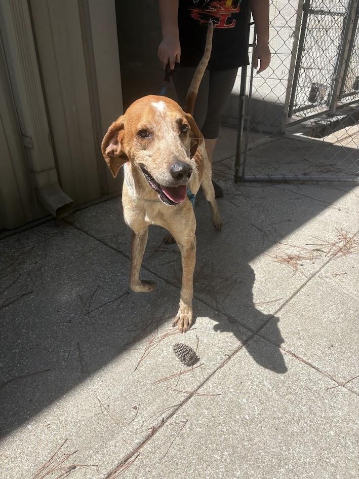 Enlarge Rooster, a Adoptable English Coonhound in Georgetown, SC image 3/3