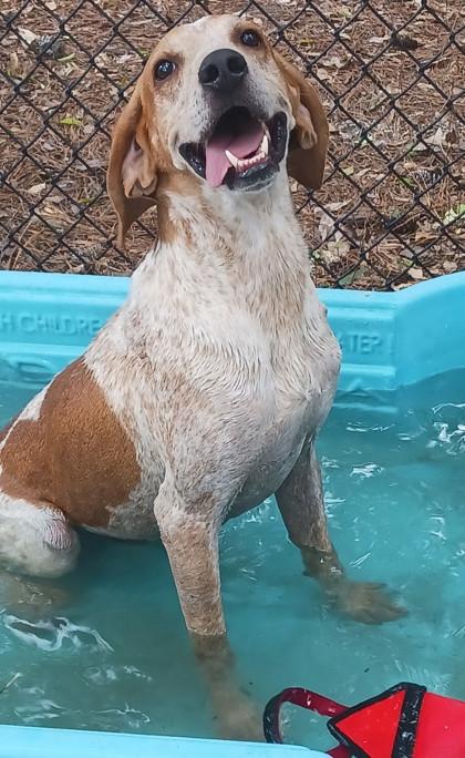 Enlarge Rooster, a Adoptable English Coonhound in Georgetown, SC image 2/3