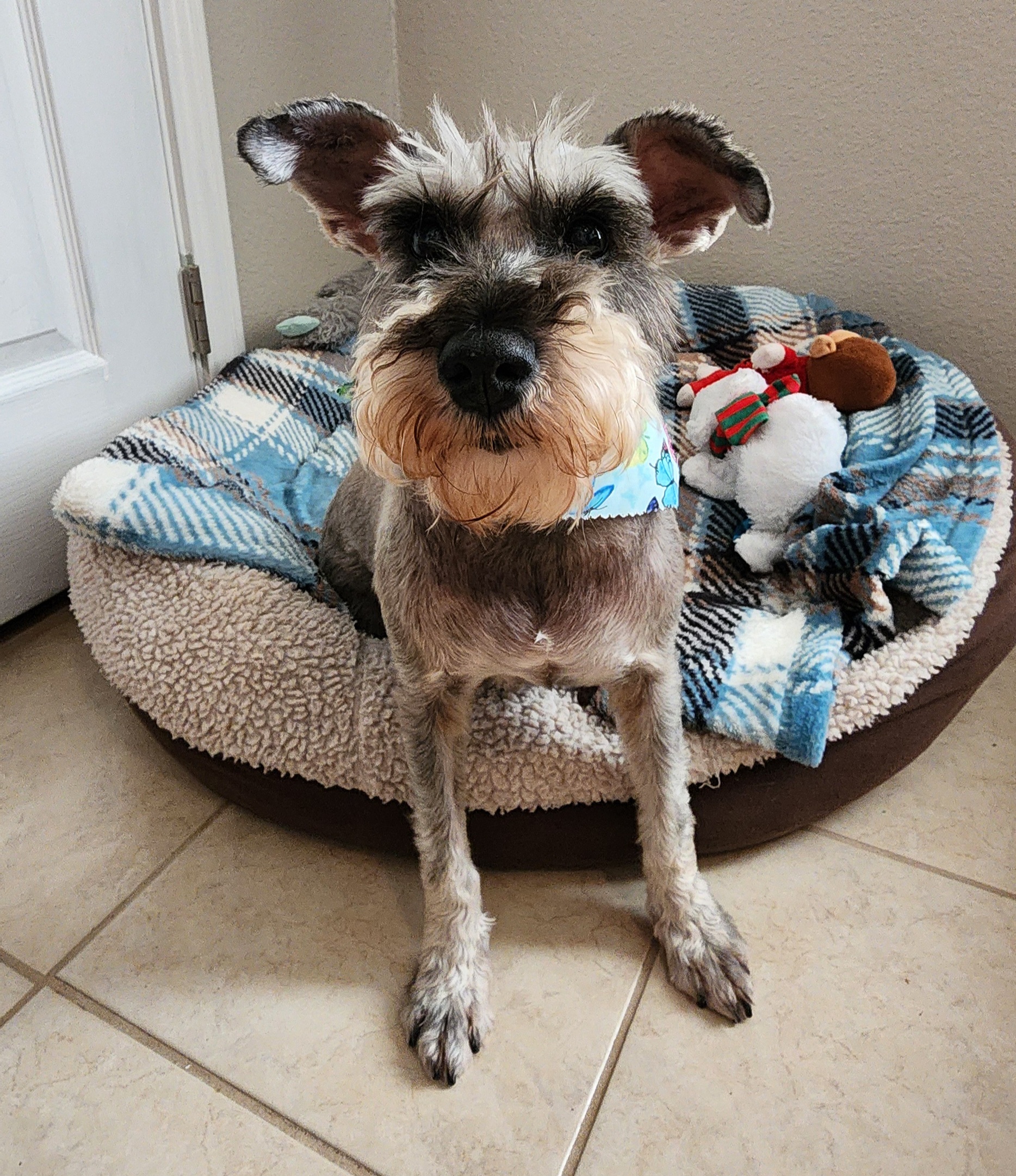 Enlarge Poppy, a Adopted Schnauzer in Mission, TX image 2/5