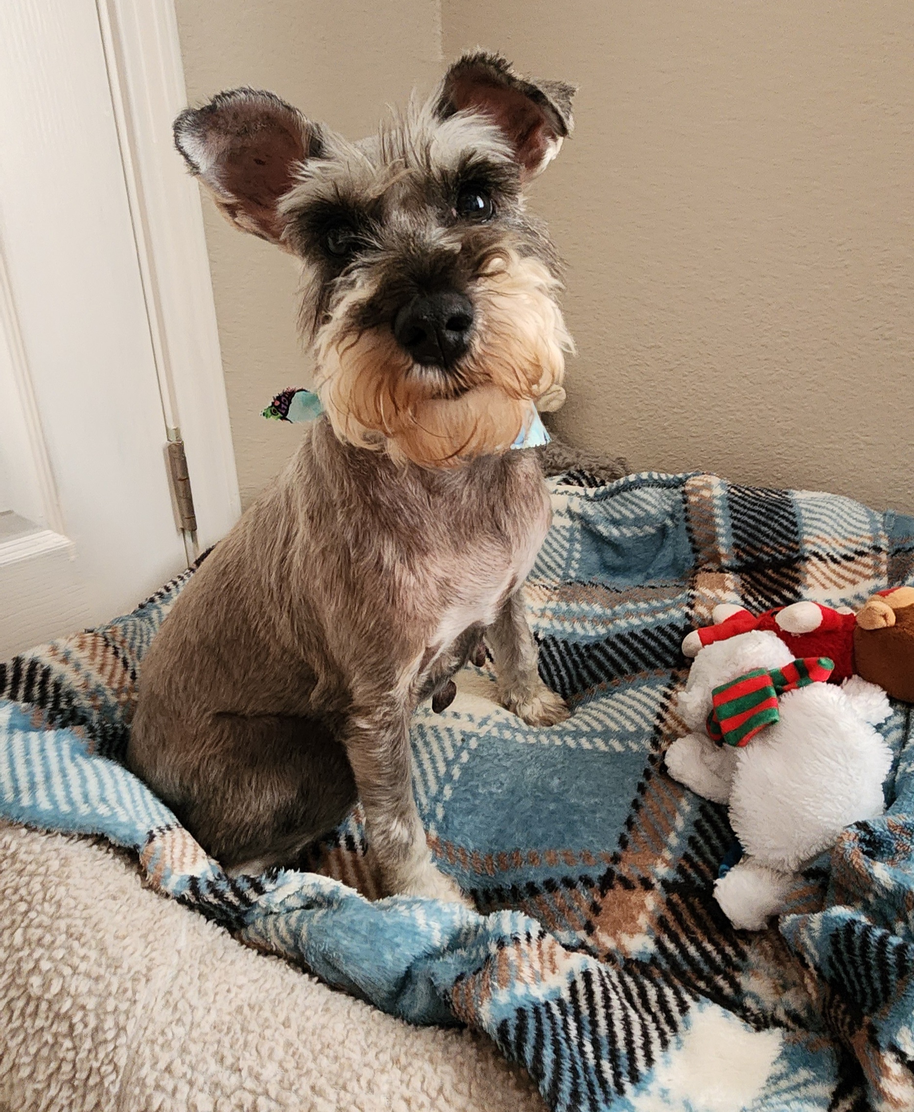 Enlarge Poppy, a Adopted Schnauzer in Mission, TX image 3/5