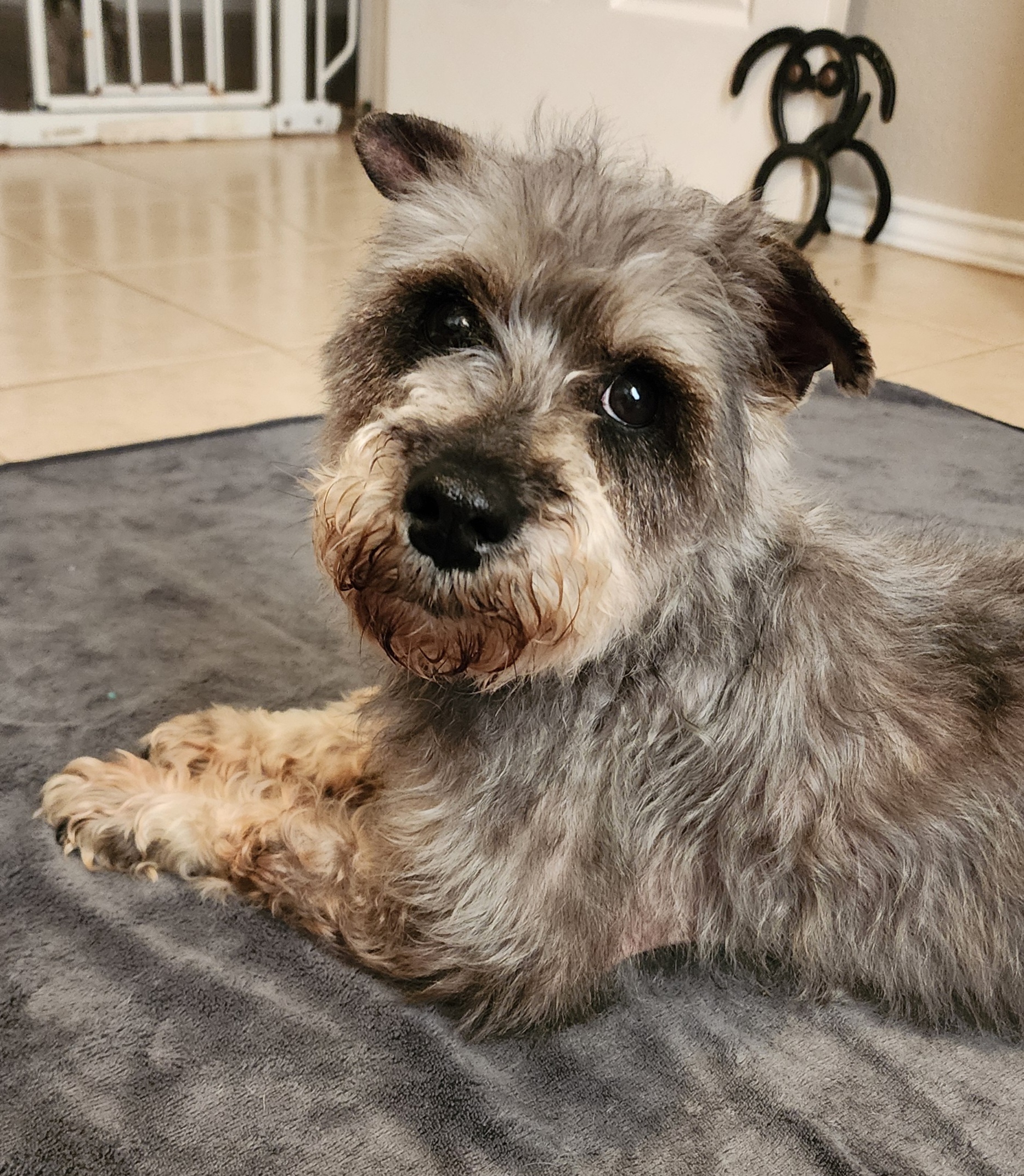 Enlarge Poppy, a Adopted Schnauzer in Mission, TX image 4/5