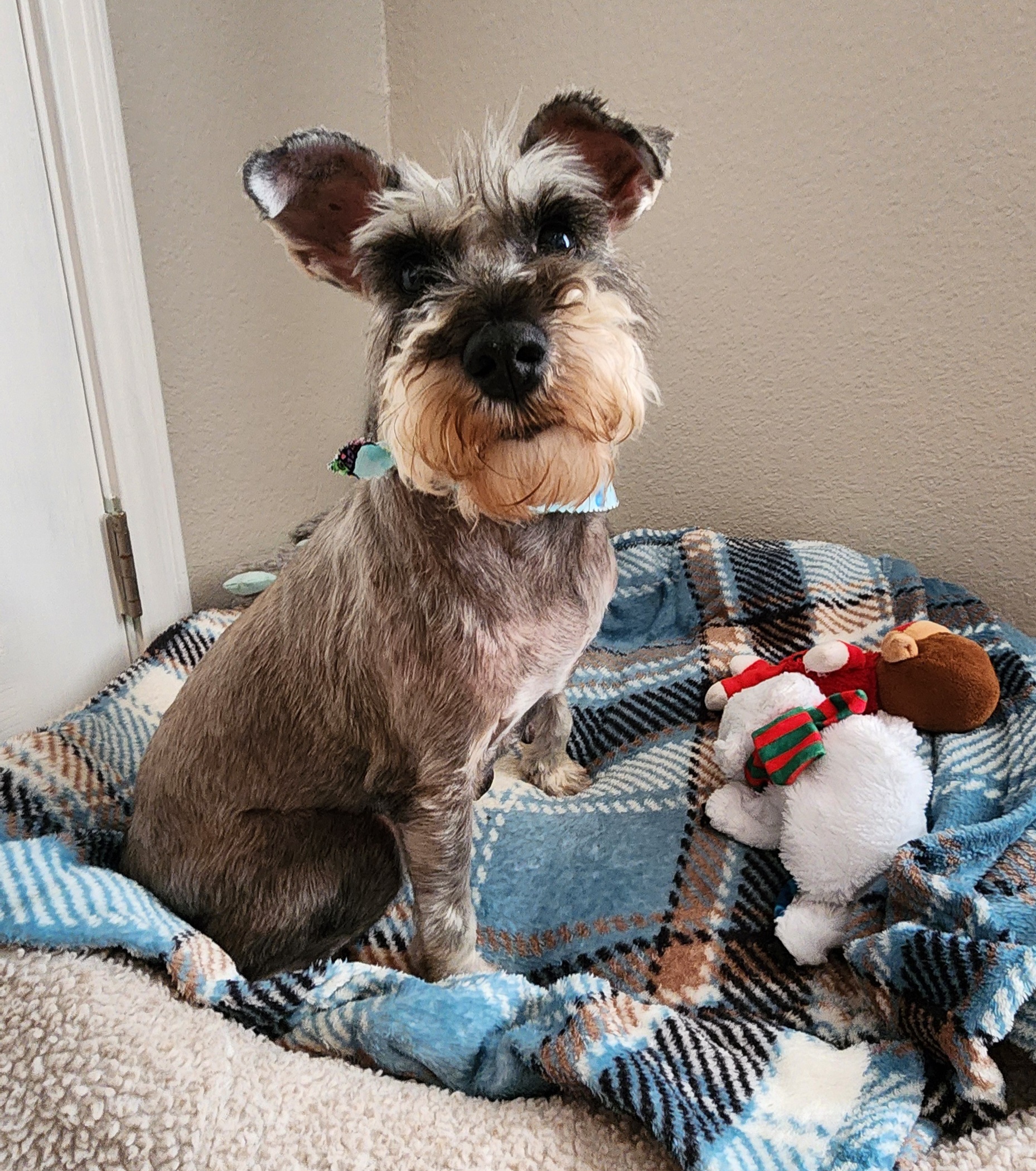 Poppy, Adopted, Senior Female Schnauzer.