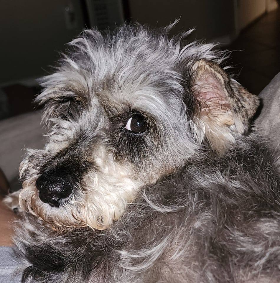 Enlarge Poppy, a Adopted Schnauzer in Mission, TX image 5/5