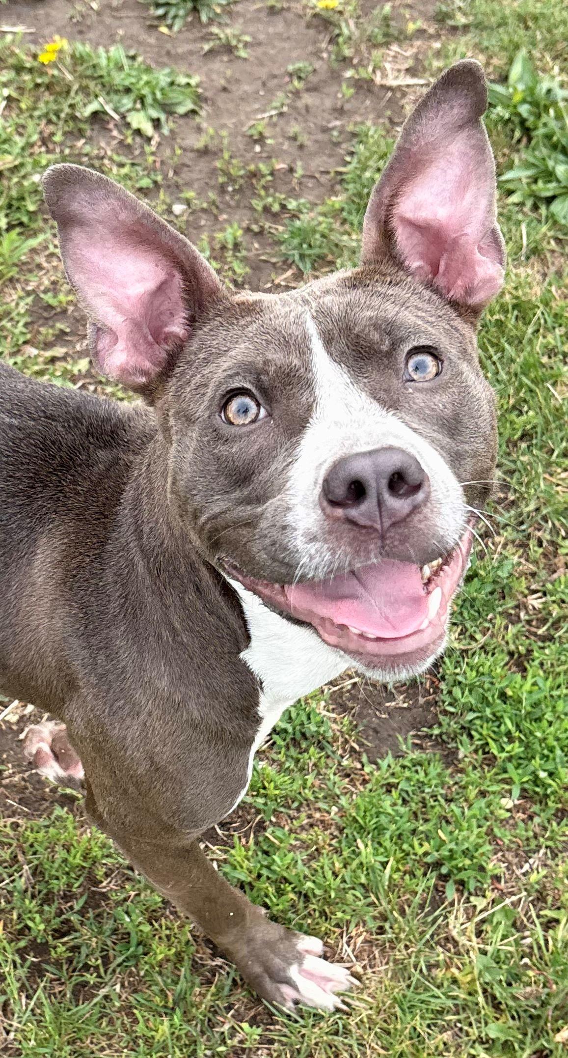 Enlarge Raven, a ADOPTABLE Pit Bull Terrier in Iowa City, IA image 3/3