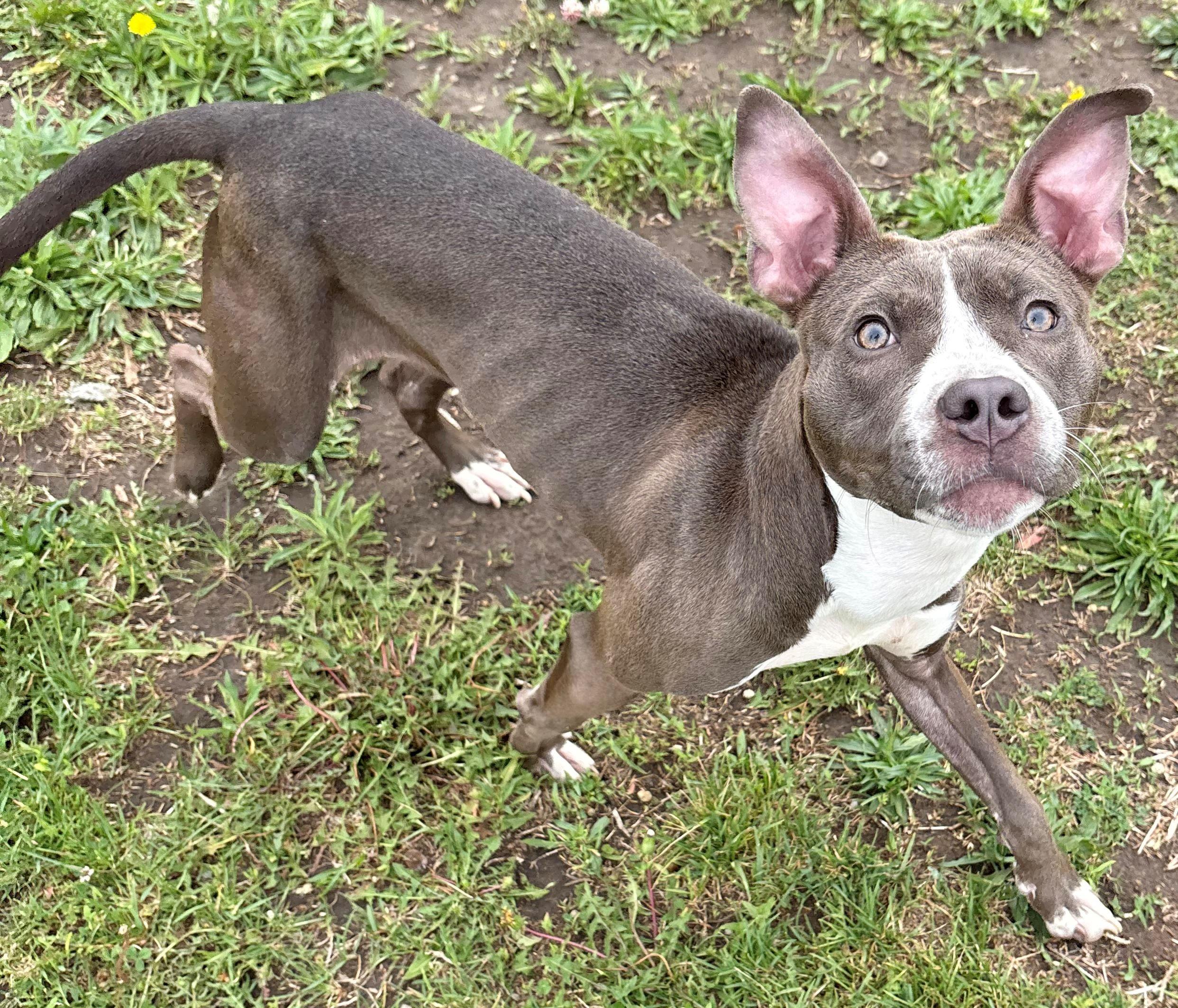 Enlarge Raven, a ADOPTABLE Pit Bull Terrier in Iowa City, IA image 2/3