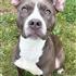 Enlarge Raven, a ADOPTABLE Pit Bull Terrier in Iowa City, IA image 1/3
