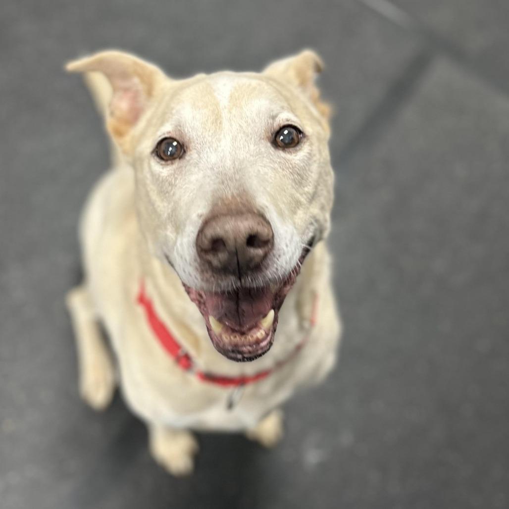 Enlarge Jasmine, a Adoptable mixed breed in Delaware, OH image 1/4