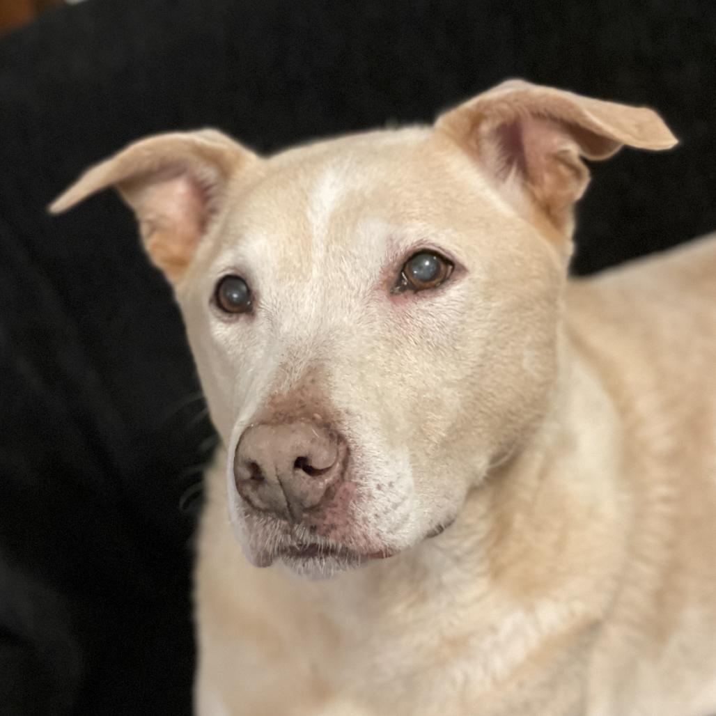 Enlarge Jasmine, a Adoptable mixed breed in Delaware, OH image 2/4